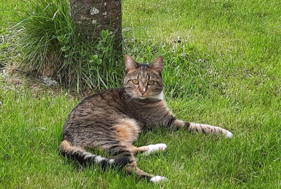 Vermisstmeldung Katze rassenmischung  Weiblich , 4 jahre Marigny-l'Église Frankreich