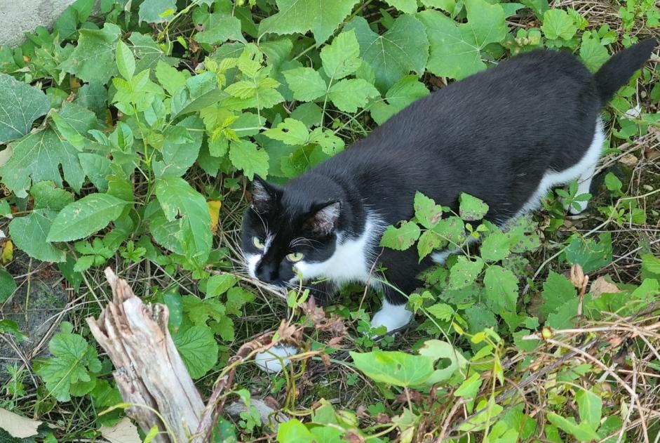 Vermisstmeldung Katze  Weiblich , 4 jahre Saint-Honoré-les-Bains Frankreich