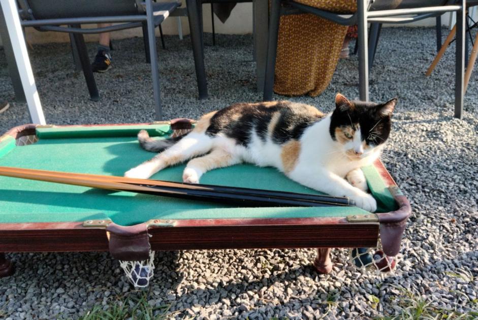 Avviso scomparsa Gatto incrocio di razze  Femmina , 4 anni Nevers Francia